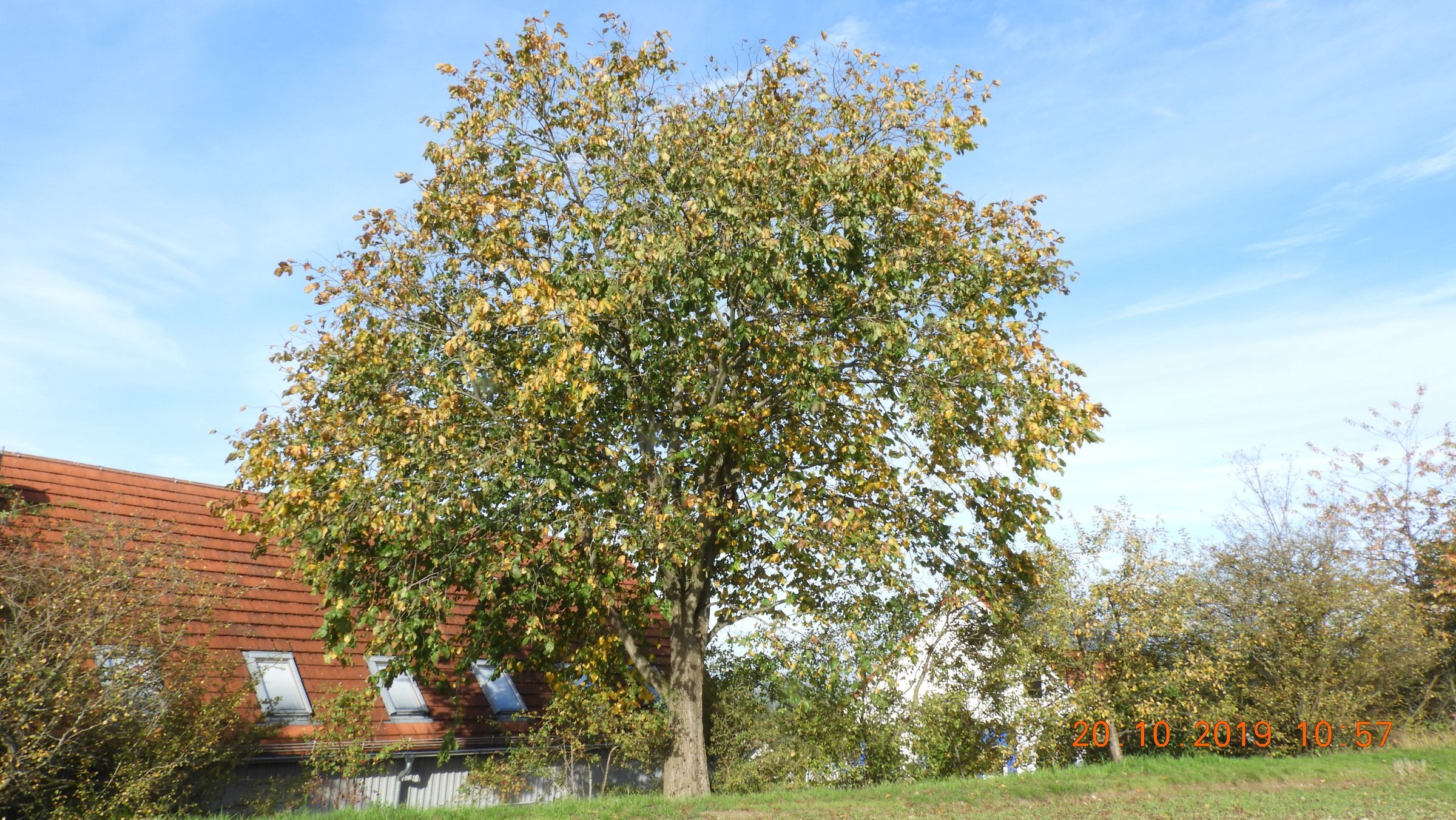 Einheimischer Gartenbaum: Bergulme